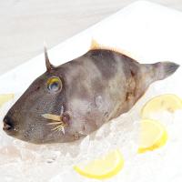新西兰剥皮鱼（马面单棘鲀）2斤-2.4斤（1000克-1200克）/袋